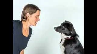The Canine Connection: A Deep Dive into How Dogs Interpret Human Emotions !