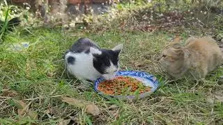 January 2026: Peaceful Farm Mornings Feeding My Pets in Cambodia 🌿🐾 |  Paw & Hoof Moments