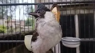 Kicau burung kutilang, bird sounds, vid 30