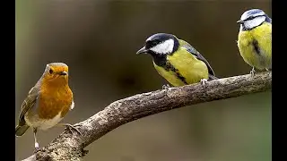 sikorki i czubatki b