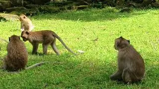 A flock of monkeys 🐒🐵 are playing around in the green field | monkeys| playing| ASMR| 