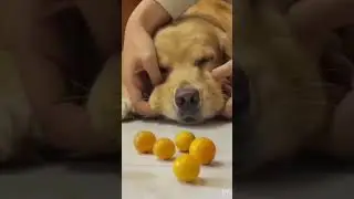 Dog keeping lemon in mouth