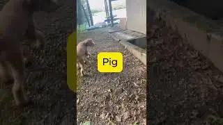 Puppy Wants to Meet Her Pig Friend but Gets Scared | are puppies against pigs?
