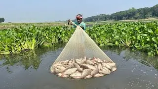 Unbelievable Snakehead Fish Catch in Bangladesh 🇧🇩 | Traditional Fishing in Village | Amazing 