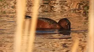 Springtime Duck and Birdwatching in Edmonton, Alberta
