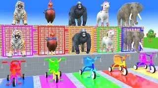 Long Slide Game With Gorilla Bufallo Lion Tiger Elephant   3d Animal Game   Funny 3d Animals