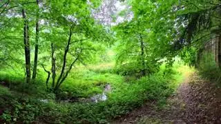 Dewy Forest Path: Morning After Rain | 360&deg; 8K Walk