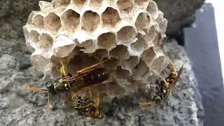 Asian Paper Wasps Guard the Nest under the Eaves of Block Wall