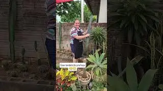 Esse foi pra faca....cacto mandacaru sem espinhos