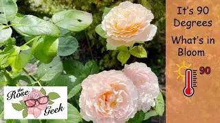 🌹 64 Romantic Roses in Bloom at 90 Degrees