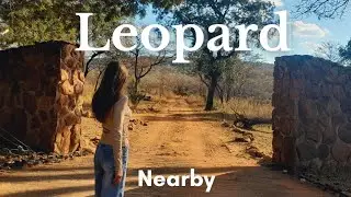 Leopard Nearby?! Teen life in the African bush| Candle Making, hyenas, and more🐆🌼