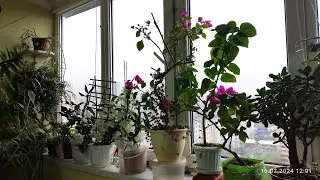 16.02.2024 р.на лоджії як в оранжереї 😊❤️