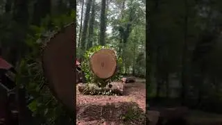 Tree Service #treeservice #treeremovalatlanta #stumpgrinding #treecutting