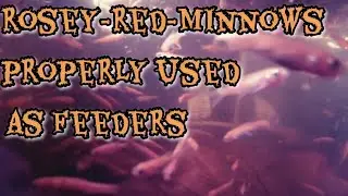 rosey red minnows | properly used  as feeders