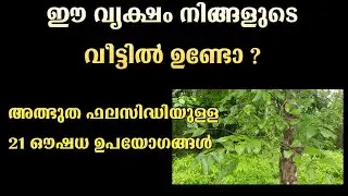 ഒടിയമരം | Odiyamaram | lannea coromandelica | Indian Ash Tree | കാരിലവ് | Karilavu | medicinal uses