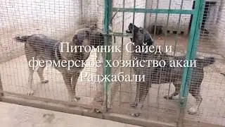 Питомник Сайед и фермерское хозяйство акаи Раджабали