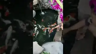 memelihara ini di jamin betah di rumah