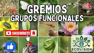Gremios: Grupos Funcionales