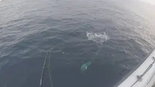 Fish the deep charter