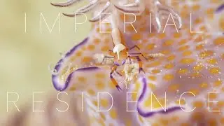 Imperial Residence &mdash; Emperor Shrimps on Nudibranch | Okinawa, Japan