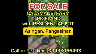PACKAGE DEAL 2.5M Asingan Pangasinan | Kalamansi Farm + Riceland + Residential Lot