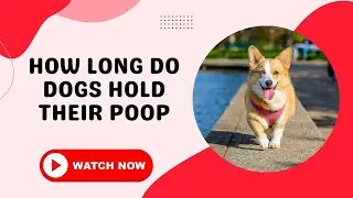 How Long Do Dogs Hold Their Poop-Training a Shelter Dog The Basics