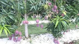 #অরুনিকা#आरुनिका#Arunika_Mango 🥭