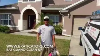 Melbourne, Florida Bat Removal and Guano Cleanup.