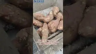 Multi-functional Crushing Machine for Cassava/Potato/Sweet Potato Grinding Cassava Grinder