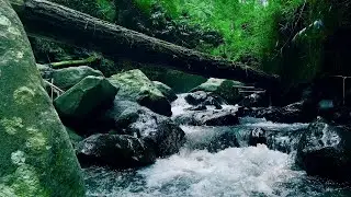 A Tranquil River Reflection for Peaceful Thoughts and Comfortable Rest |#riverasmr