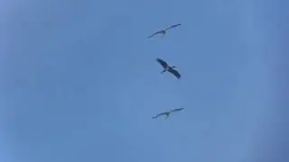 Svart stork, vit stork