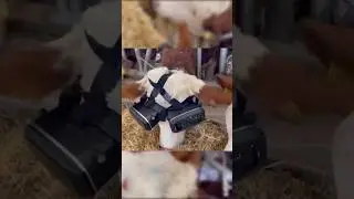 Cows in VR Fields #shorts