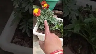 #epsomsalt for plant growth #ytshorts #trending