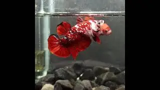 Red Koi Galaxy #6 | Betta Fish