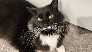 My cat&rsquo;s cutest meows, trilling and purring biscuit making compilation