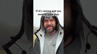 How to train your dog if it&rsquo;s raining. #dogtraining101 #dog #dogtraining #dogtrainerslife