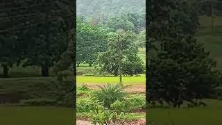 kkr boy nagpuri #song #funnyshorts #funnyshorts