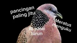#suara pancingan tekukur, Meratus menguku,