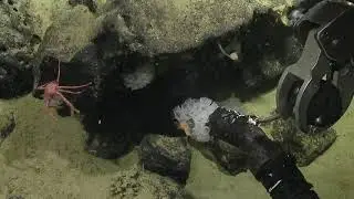 ROV Hercules Dive NA124 H1841 2020 10 30 18 50 32 183 UTC 2 W1