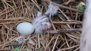 LARGEST BABY BIRD HATCHING || MUSAMBWA ISLAND