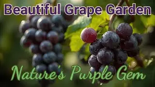 Beautiful Grape Garden After Rain 🍇🌧 | Nature&rsquo;s Purple Gem&rdquo;