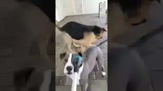 🐕Cute & funny dog prank🐕