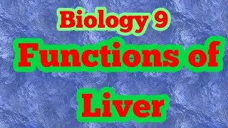 Biology Class 9th, Functions of Liver - Chap 8 - Nutrition | Biology 9th |
