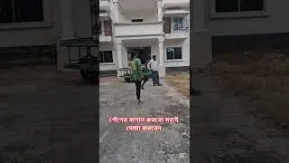 গ্রামের বাড়িতে পেঁপে চাষ #shortscraft #পেঁপে_চাষ #পেঁপে #viral #foryou #youtubeshorts
