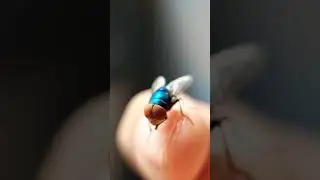big eyed fly