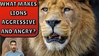 What Makes Lions Aggressive and Angry? #lions #angrylion #naturedocumentary