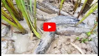 Fishing 2017 - Khmer Net Fishing - Cambodia Traditional Fishing