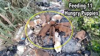 feeding eleven hungry puppies | they are waiting little mama to give milk