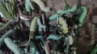 Silk worm farming(Ari puk in Assamese)
