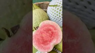 Japanese Red Diamond Guava ##guavaplant #guava #farming #shortsvideo